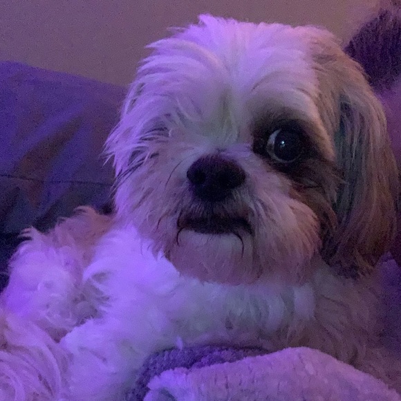 Meet your Posher, Gavin - Picture 1 of 1